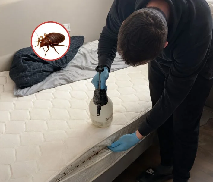 Technicien traitant un matelas contre les punaises de lit à Lognes